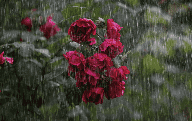 Sabah bəzi yerlərdə yağış və leysan yağacaq