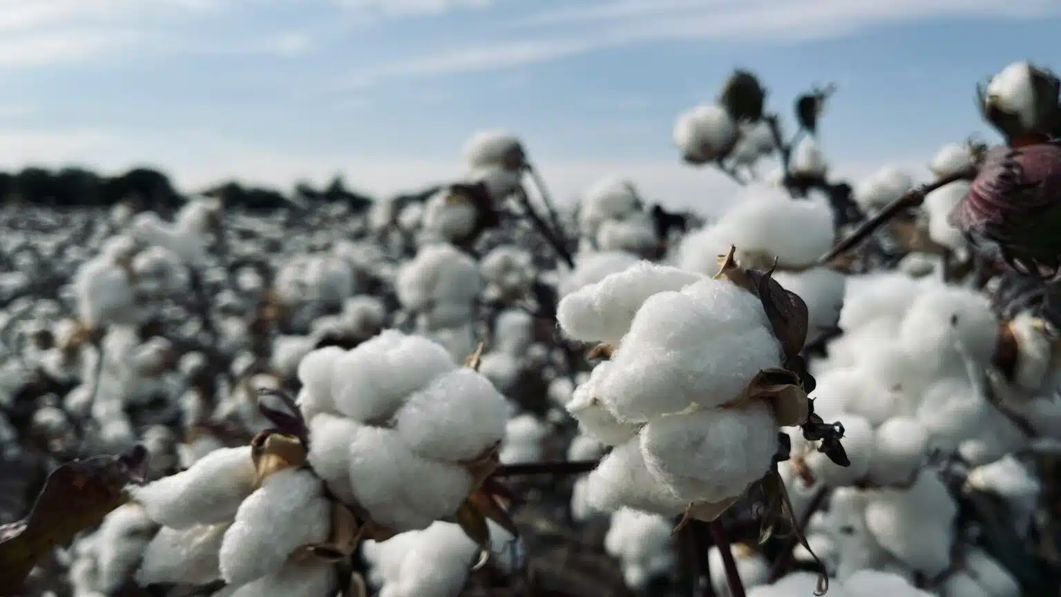Better Cotton pambıqçılıq sənayesini inkişaf etdirmək proqramında mühüm irəliləyişləri qeyd edib